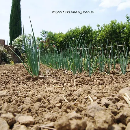 Agriturismo Signorini Farm stay Orciatico